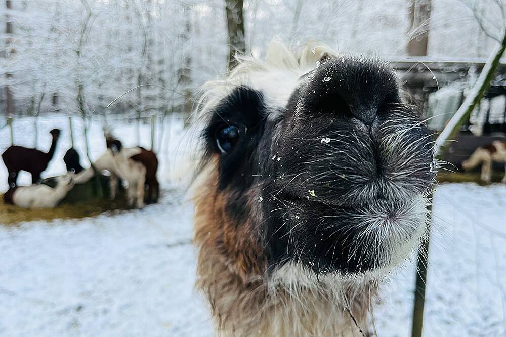 Nahaufnahme vom Kopf eines weiß braunen Alpakas mit schwarzer Schnauze vor verschneitem Wald im Hintergrund